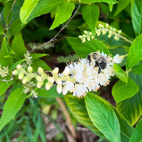 Clèthre à feuilles d’aulne en fleurs, arbuste aux épis blancs parfumés.