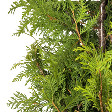 Thuja occidentalis 'Nigra'