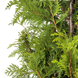 Thuja occidentalis 'Nigra'
