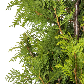 Thuja occidentalis 'Nigra'