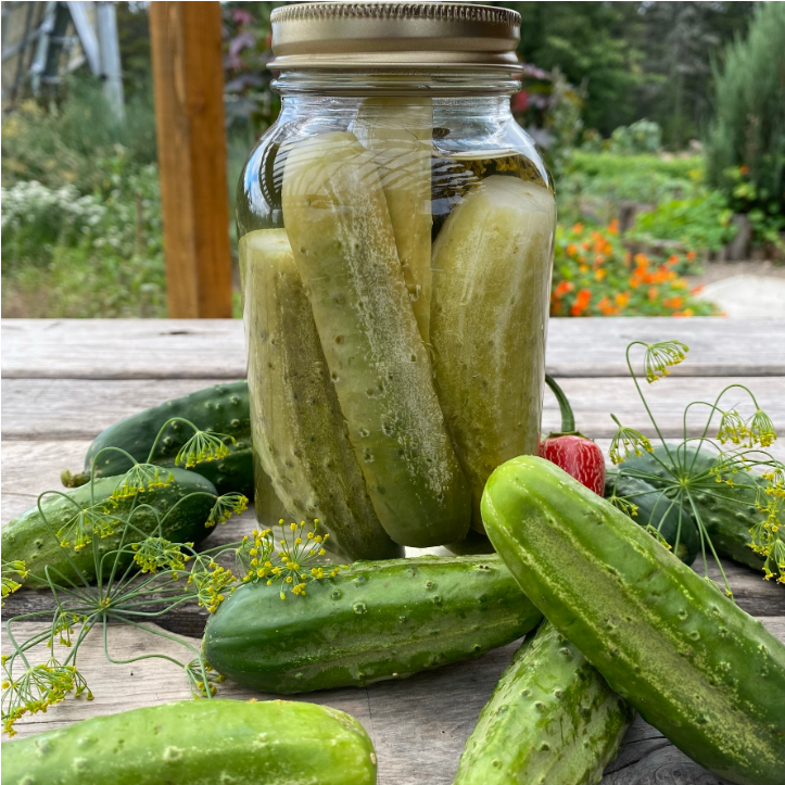 Concombre à cornichon National Pickling. Cornichons verts près d’un bocal de légumes marinés. Le cadrage permet de voir les formes, les couleurs et les détails du sujet représenté. Les contours se détachent du fond de l’image, avec des différences de teinte et de texture visibles sur les surfaces. Cette vue accompagne la présentation du produit dans la boutique.