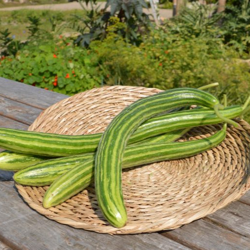 Organic 'Serpent' Cucumber