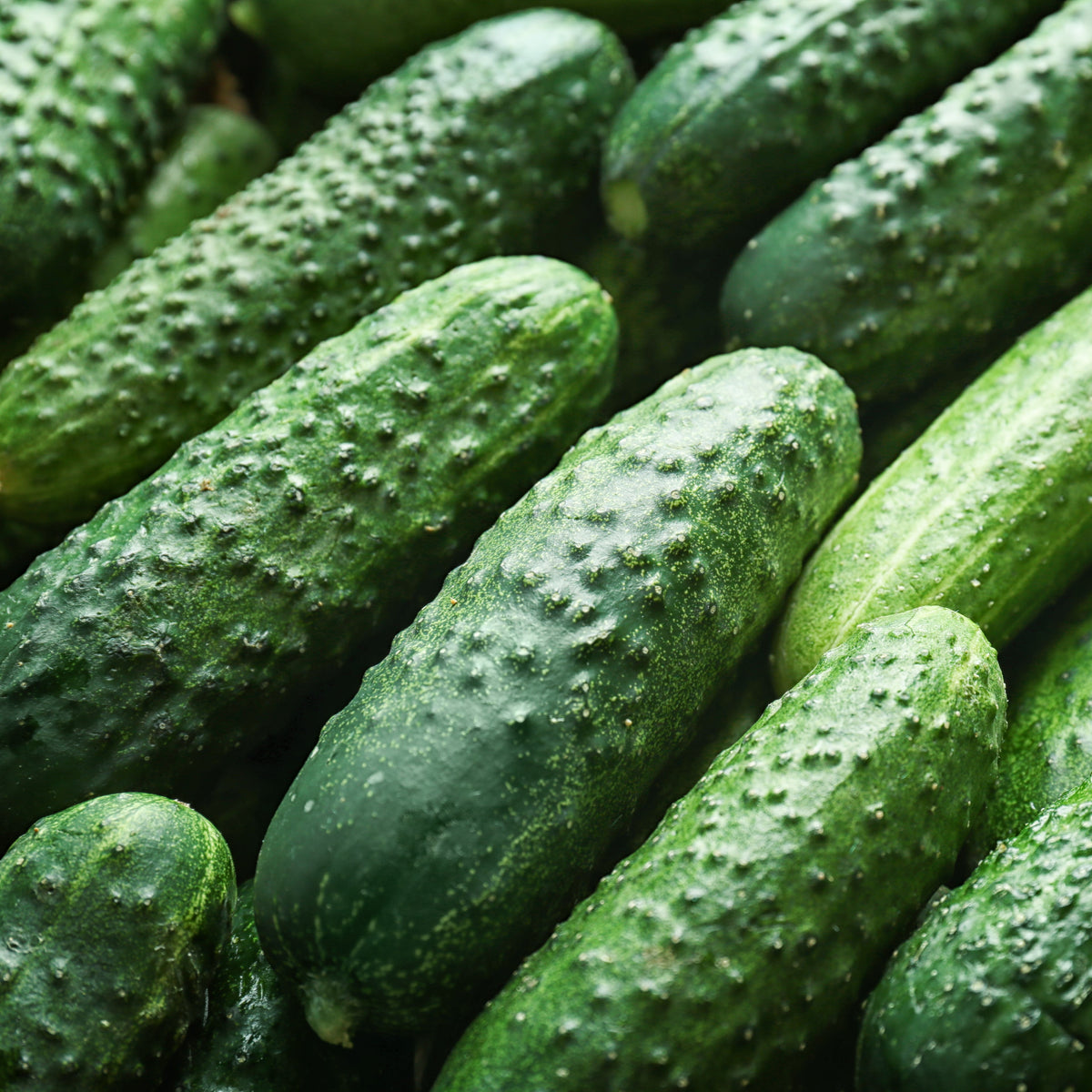 Photo de Concombre à cornichon 'Corentine' F1. Prévoyez une surface suffisante au potager pour que le feuillage puisse s'étendre sans étouffer les cultures voisines. Dirigez les tiges vers une zone libre et gardez les fruits accessibles. Le visuel permet d'observer les contours, les teintes et la disposition des éléments présentés.