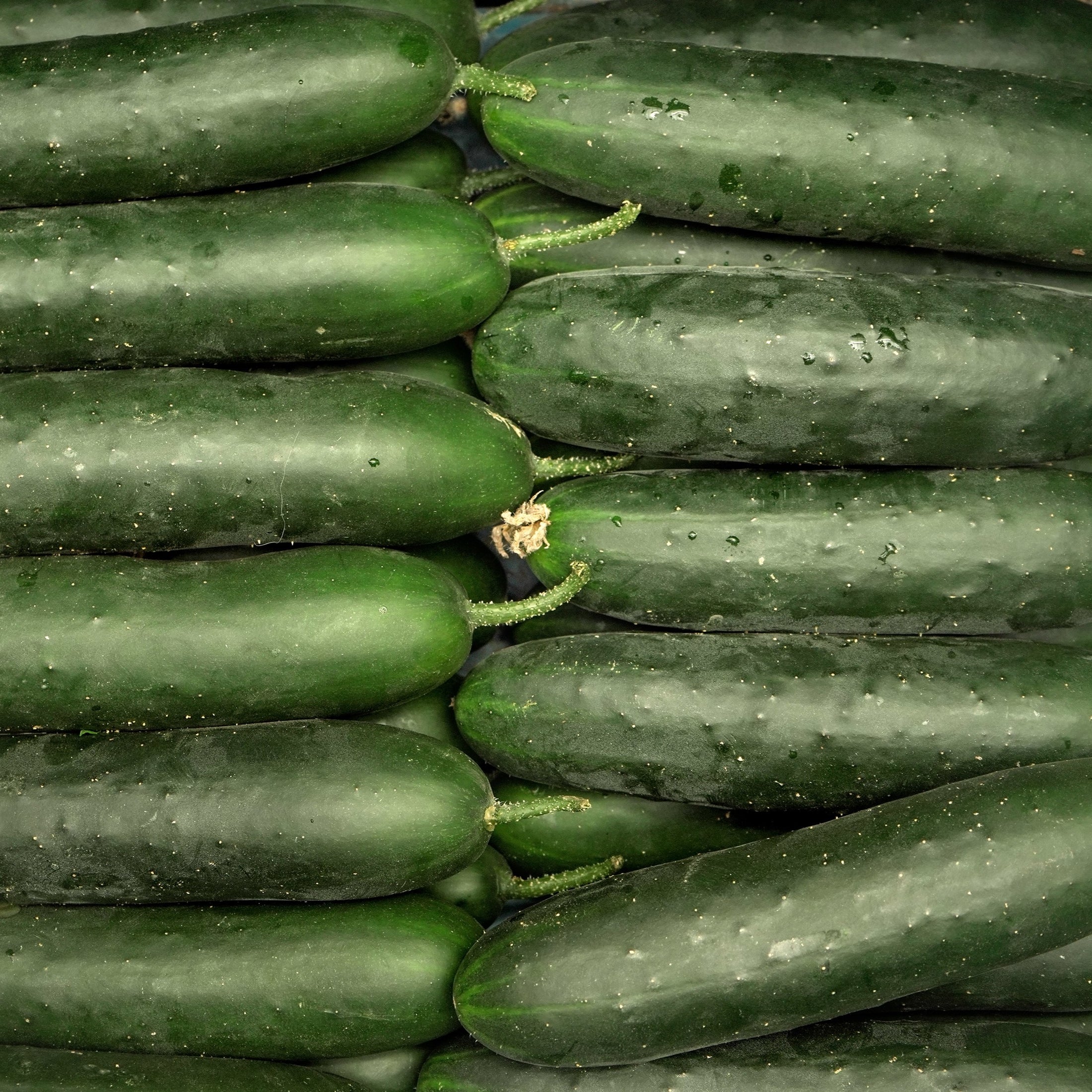 Cucumber Lisboa Parthenocarpic F1