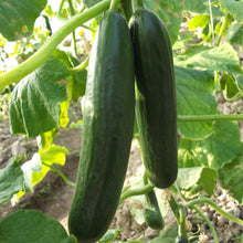 Cucumber Sweet Success F1