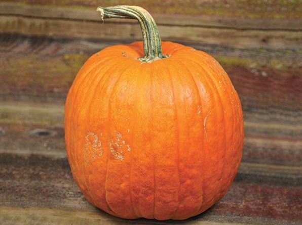 Citrouille des champs du Connecticut – Gaia Organic Seeds