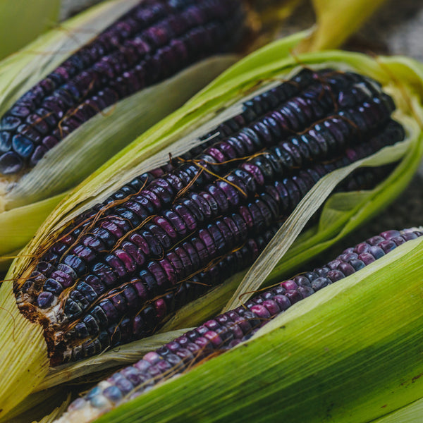Maïs ornemental 'Blue Hopi'