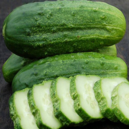Organic 'National Pickling' Gherkin Cucumber