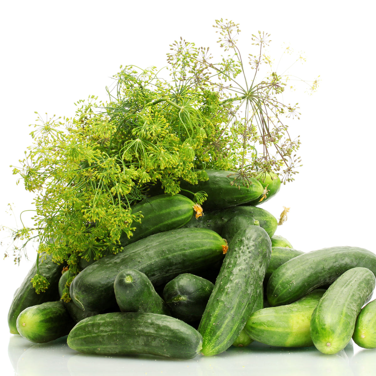 Photo de Concombre à cornichon 'Eureka' F1. Ses fruits vert foncé, de belle apparence, ressemblent à de petits concombres de table. Prévoyez une surface suffisante au potager pour que le feuillage puisse s'étendre sans étouffer les cultures voisines. Dirigez les tiges vers une zone libre et gardez les fruits accessibles