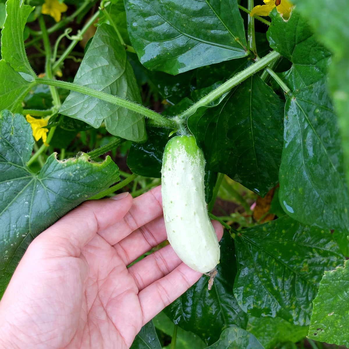 Photo de Concombre à cornichon 'Salt and Pepper'. Prévoyez une surface suffisante au potager pour que le feuillage puisse s'étendre sans étouffer les cultures voisines. Le visuel permet d'observer les contours, les teintes et la disposition des éléments présentés. Les détails de forme et les contrastes donnent un aperçu de l'apparence de cette plante ou de sa récolte.