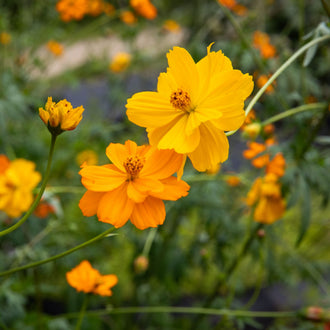 Cosmos Bright Lights. Fleurs de cosmos jaunes et orange dans un massif. Le cadrage permet de voir les formes, les couleurs et les détails du sujet représenté. Les contours se détachent du fond de l’image, avec des différences de teinte et de texture visibles sur les surfaces. Cette vue accompagne la présentation du produit dans la boutique.