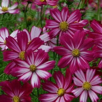De grandes fleurs ouvertes mêlent du rose et du pourpre, traversés de larges stries blanches rayonnantes. Les lignes partent des petits centres jaunes et s’étendent vers les bords des pétales. Plusieurs corolles se chevauchent dans le cadre. Des feuilles vertes apparaissent derrière et entre les fleurs, donnant un fond plus sombre aux motifs blancs très visibles.