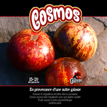 Cosmos tomato (<em>Solanum lycopersicum</em> ‘Cosmos’)