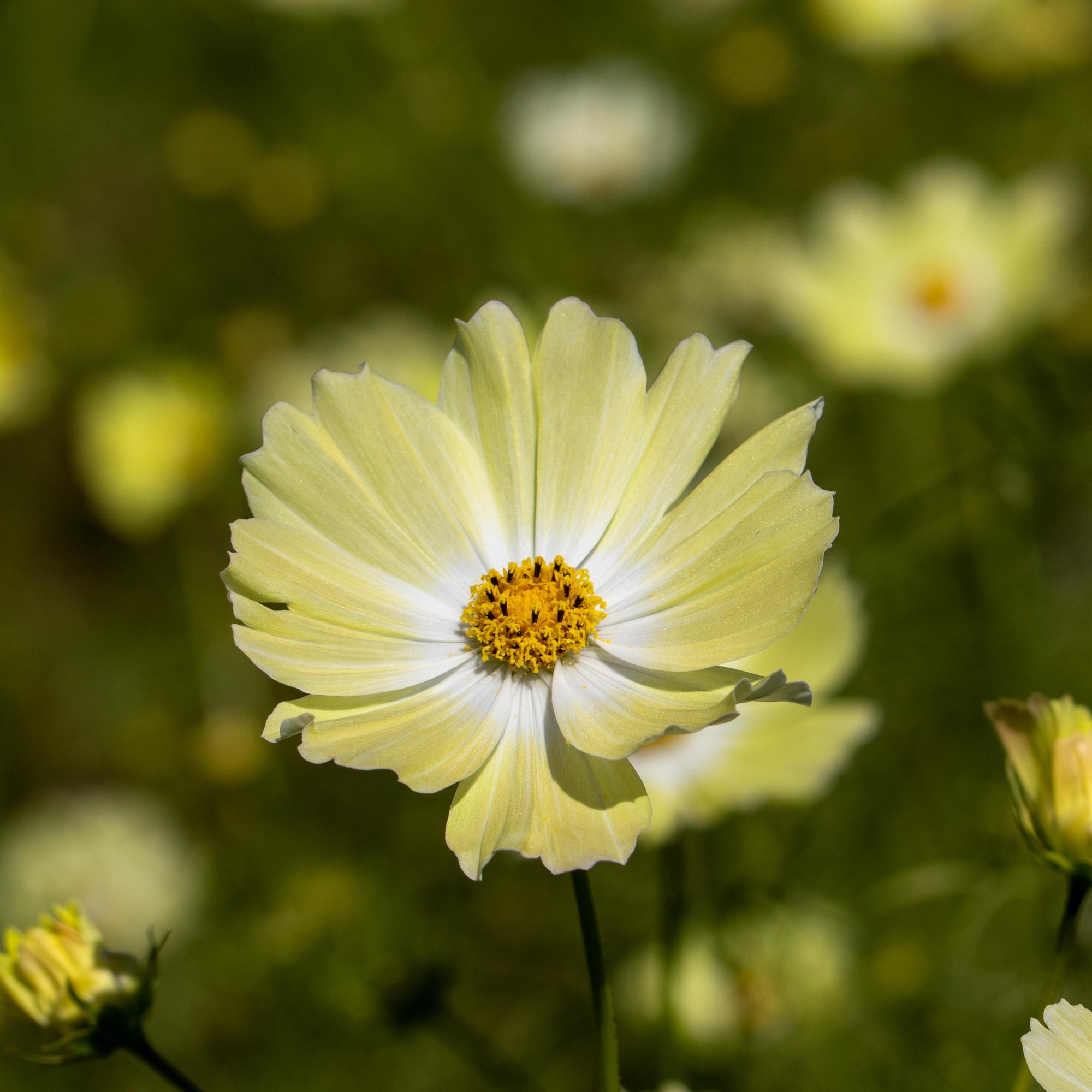 Photo de Cosmos ‘Xanthos’. La couleur caractéristique est : jaune. Le visuel permet d’observer les contours, les teintes et la disposition des éléments présentés. Les détails de forme et les contrastes donnent un aperçu de l’apparence de cette plante ou de sa récolte. Cette photographie accompagne la variété nommée afin de l’identifier dans la sélection de semences.