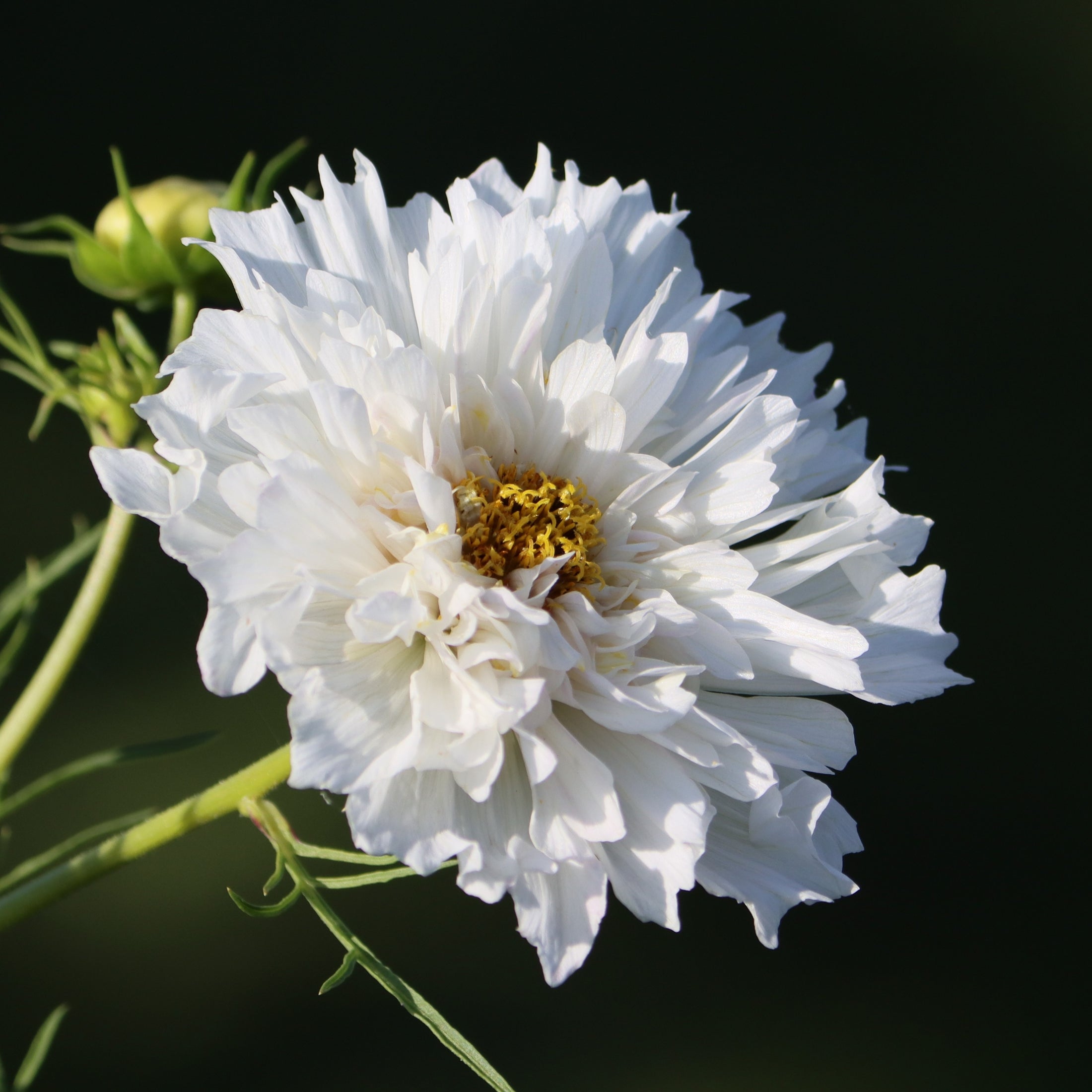 Photo de Cosmos double ‘Click’ blanc. Son port est dressé et florifère, avec de longues tiges fortes portant les fleurs doubles. La couleur caractéristique est : blanc. Le visuel permet d’observer les contours, les teintes et la disposition des éléments présentés. Les détails de forme et les contrastes donnent un aperçu de l’apparence de cette plante ou de sa récolte.