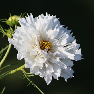 Photo de Cosmos double 'Double Click White'. Son port est dressé et florifère, avec de longues tiges fortes portant les fleurs doubles. La couleur caractéristique est : blanc. Le visuel permet d'observer les contours, les teintes et la disposition des éléments présentés. Les détails de forme et les contrastes donnent un aperçu de l'apparence de cette plante ou de sa récolte.