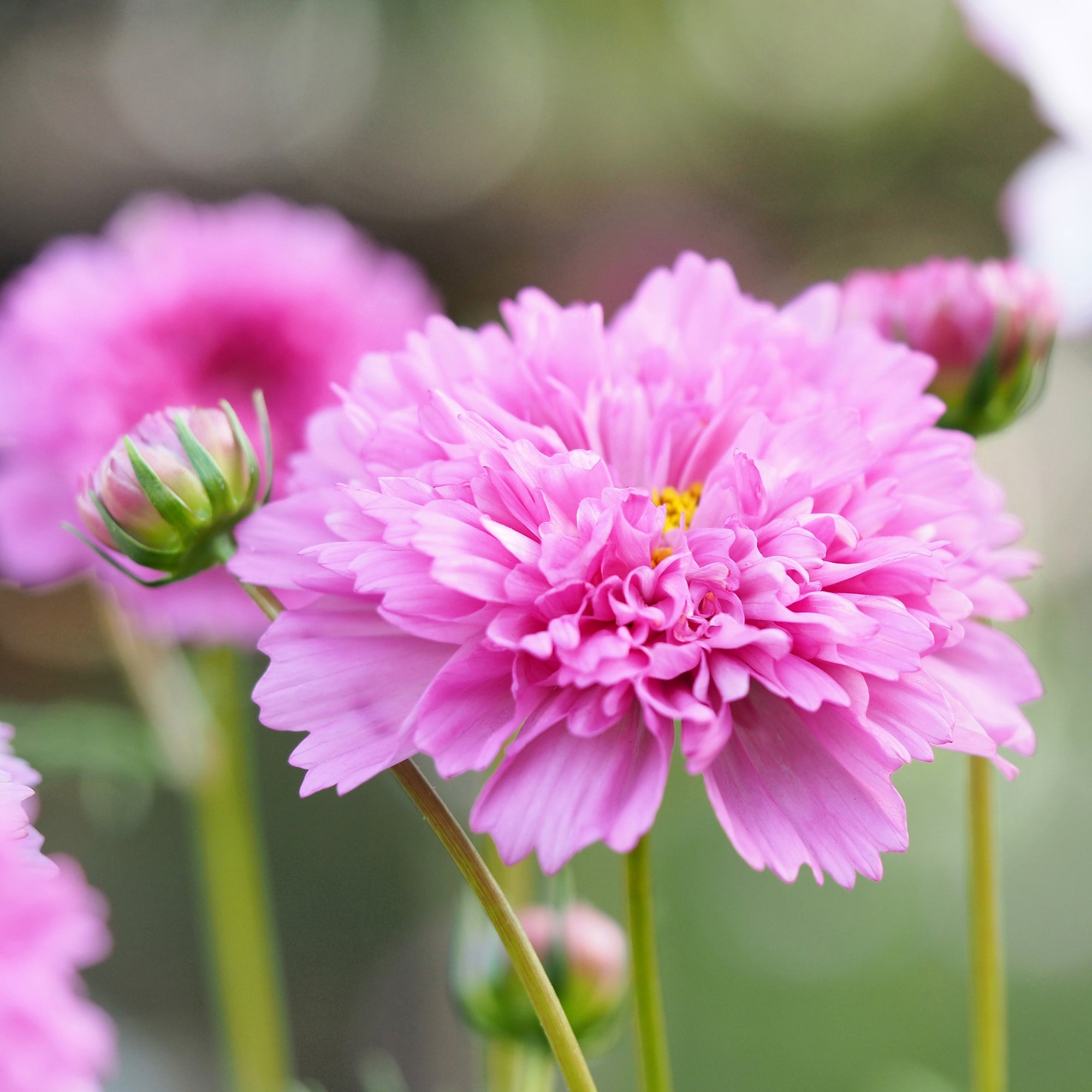 Double Click Rose Bonbon cosmos (<em>Cosmos bipinnatus</em>)