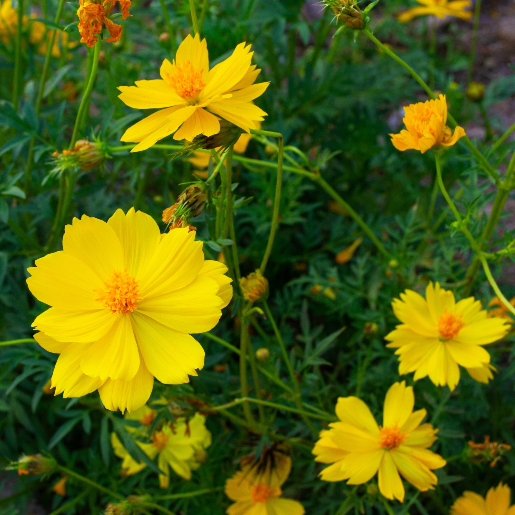 Photo de Cosmos ‘Limara Lemon’. Le cosmos 'Limara Lemon' se distingue par ses fleurs jaune citron au cœur légèrement plus foncé. La couleur caractéristique est : jaune pâle. Le visuel permet d’observer les contours, les teintes et la disposition des éléments présentés. Les détails de forme et les contrastes donnent un aperçu de l’apparence de cette plante ou de sa récolte.