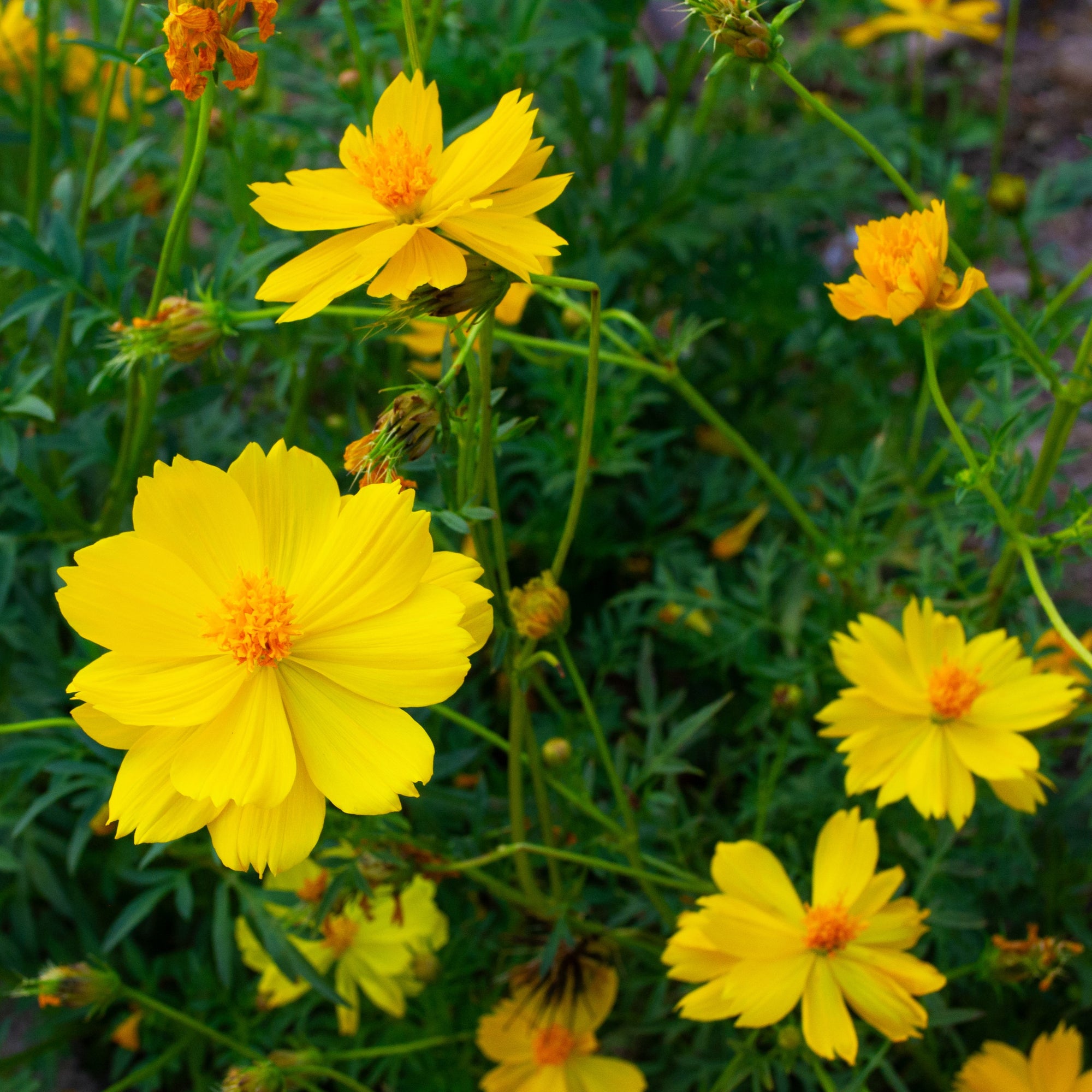 Photo de Cosmos ‘Limara Lemon’. Le cosmos 'Limara Lemon' se distingue par ses fleurs jaune citron au cœur légèrement plus foncé. La couleur caractéristique est : jaune pâle. Le visuel permet d’observer les contours, les teintes et la disposition des éléments présentés. Les détails de forme et les contrastes donnent un aperçu de l’apparence de cette plante ou de sa récolte.