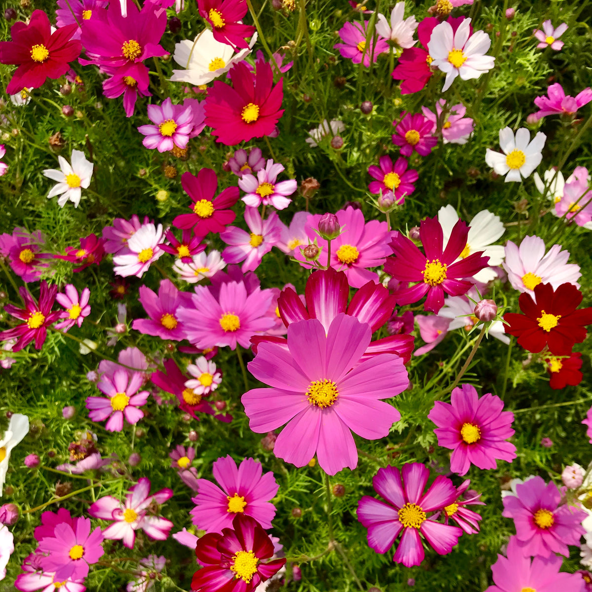 Photo de Cosmos mélange ‘Sensation’. Le cosmos 'Limara Lemon' se distingue par ses fleurs jaune citron au cœur légèrement plus foncé. Son port est haut, dressé et ramifié, avec de longues tiges pour la coupe. La couleur caractéristique est : couleurs variées. Le visuel permet d’observer les contours, les teintes et la disposition des éléments présentés.