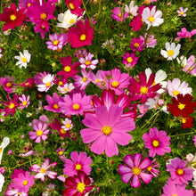 Cosmos mélange 'Sensation'