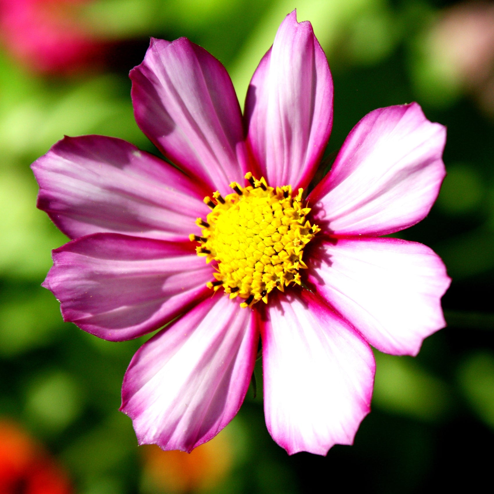 Photo de Cosmos picotée ‘Sensation’. Son port est haut, dressé et ramifié, avec de longues tiges pour la coupe. La couleur caractéristique est : bicolore blanc et rose. Le visuel permet d’observer les contours, les teintes et la disposition des éléments présentés. Les détails de forme et les contrastes donnent un aperçu de l’apparence de cette plante ou de sa récolte.