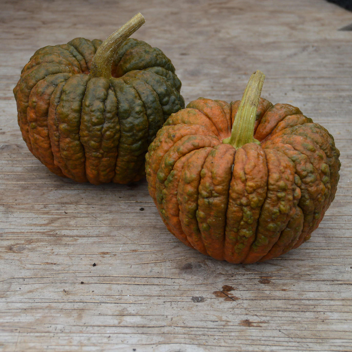 Courge Black Futsu. Courges aplaties et côtelées, à peau brun vert. Le cadrage permet de voir les formes, les couleurs et les détails du sujet représenté. Les contours se détachent du fond de l’image, avec des différences de teinte et de texture visibles sur les surfaces. Cette vue accompagne la présentation du produit dans la boutique.