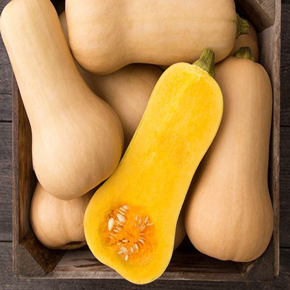 Courge 'Butternut' bio