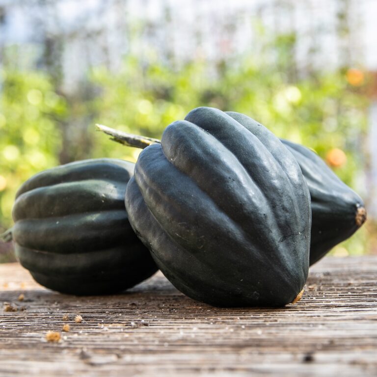 Organic 'Tuffy' Acorn Squash