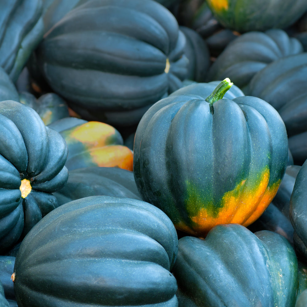 Courge 'Table Queen' bio
