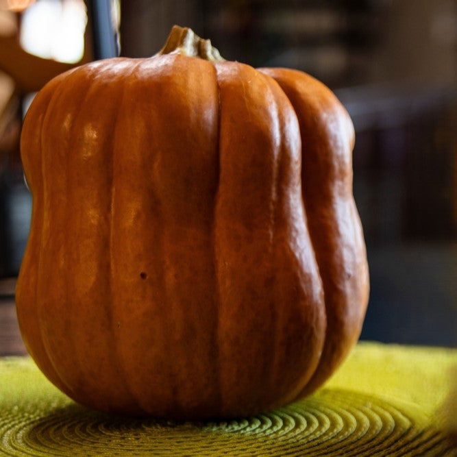 Courge 'Autumn Frost' F1