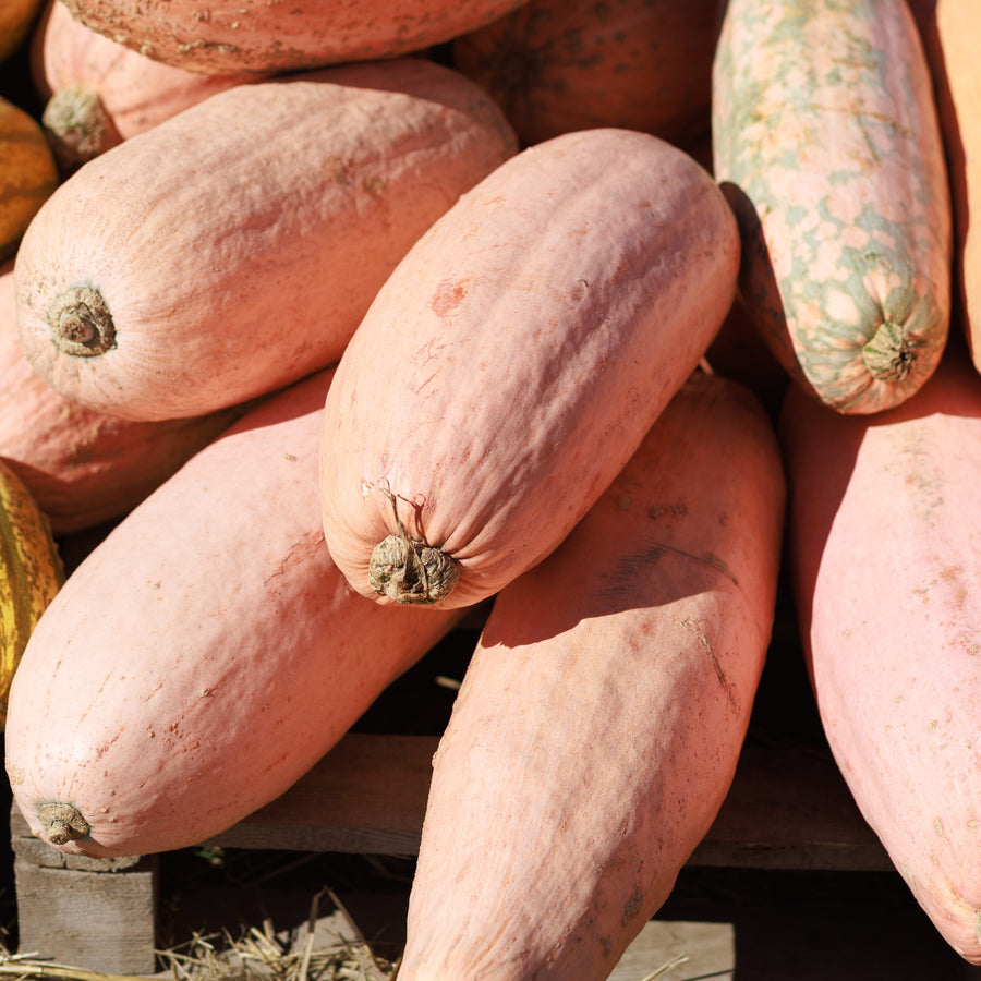 Courge d'hiver 'Jumbo Pink Banana'