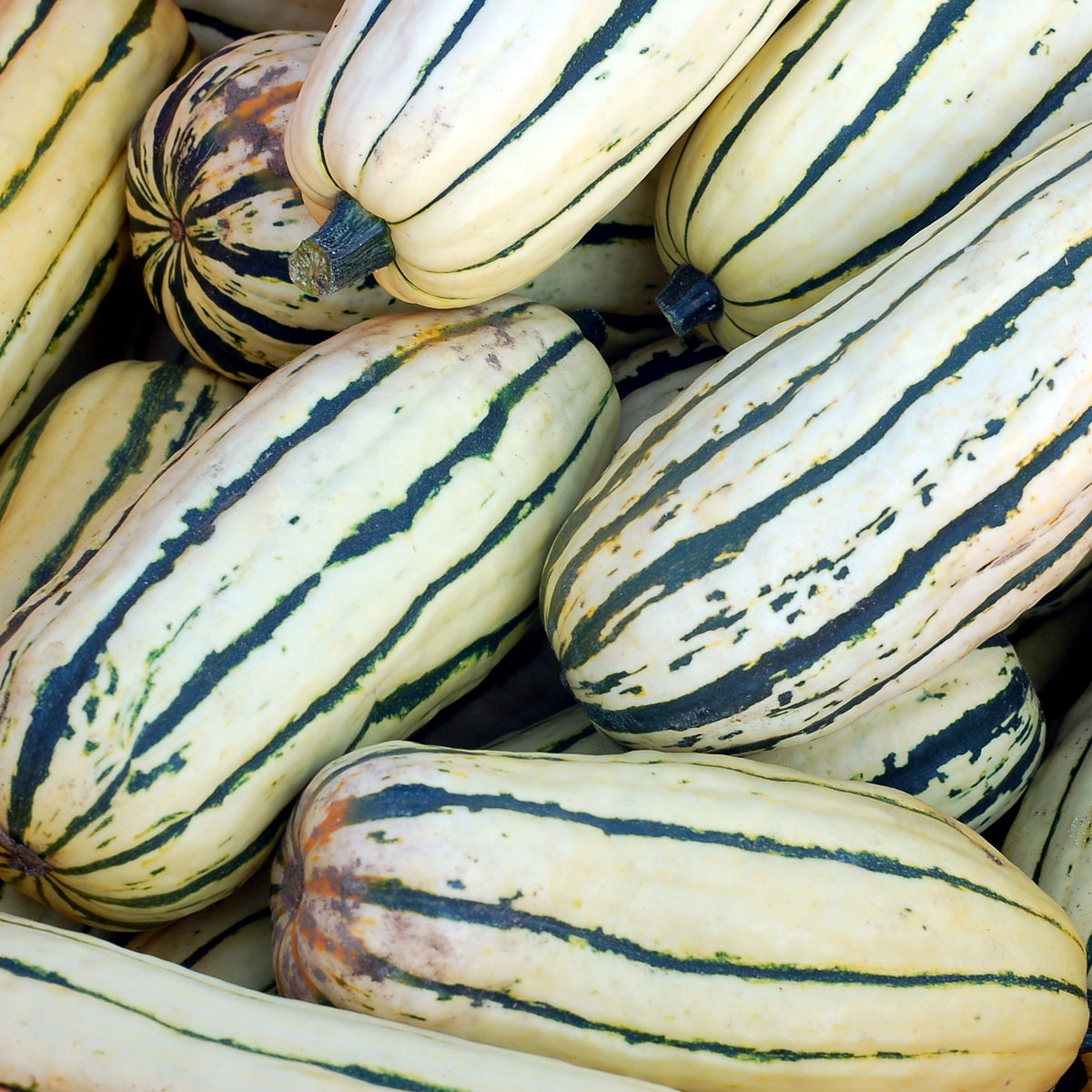 Squash Bush Delicata