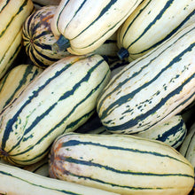 Squash Bush Delicata