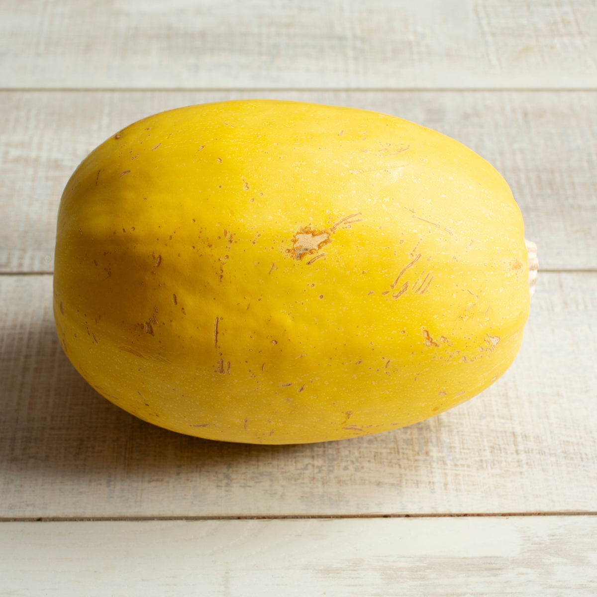 Photographie de Courge bio (Cucurbita pepo ‘Spaghetti’), sélection proposée en semences W.H. Perron. Le visuel présente l’apparence de la plante ou de sa récolte et permet d’en observer les formes et les couleurs. Cette vue illustre les caractéristiques visibles de la sélection, dans une présentation destinée à accompagner son identification et à montrer son intérêt au jardin.