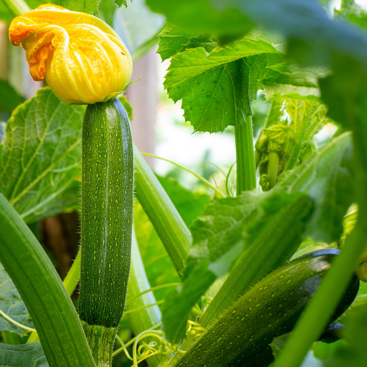 Photographie de Zucchini vert bio (Cucurbita pepo), sélection proposée en semences W.H. Perron. Le visuel présente l’apparence de la plante ou de sa récolte et permet d’en observer les formes et les couleurs. Cette vue illustre les caractéristiques visibles de la sélection, dans une présentation destinée à accompagner son identification et à montrer son intérêt au jardin.