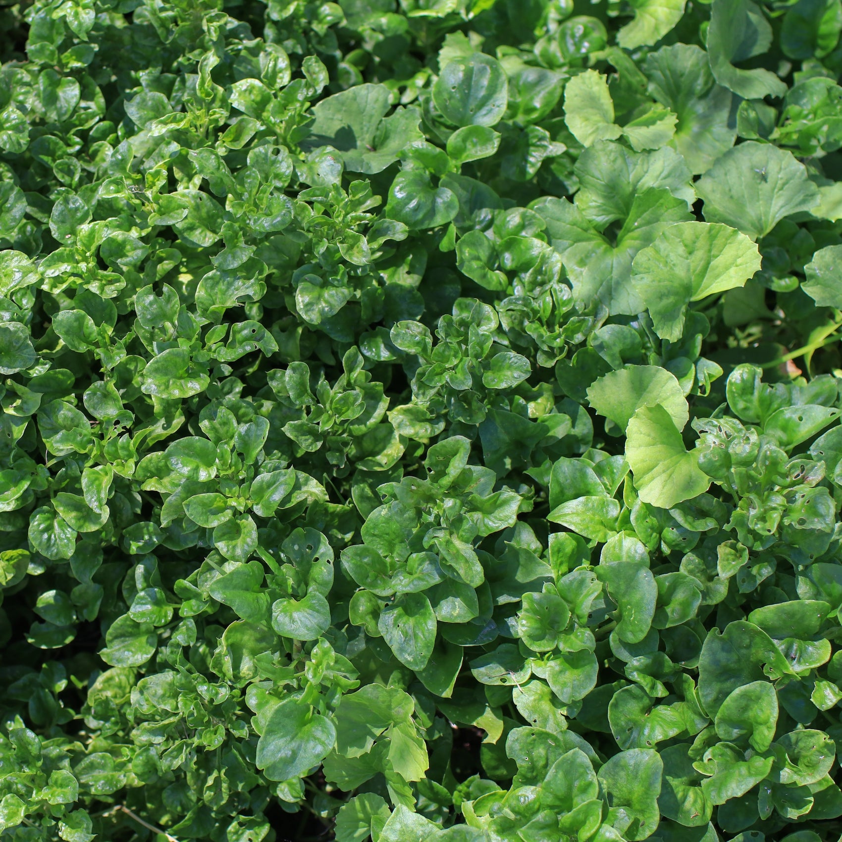 Cresson 'Watercress' bio (<em>Lepidium sativum</em>)