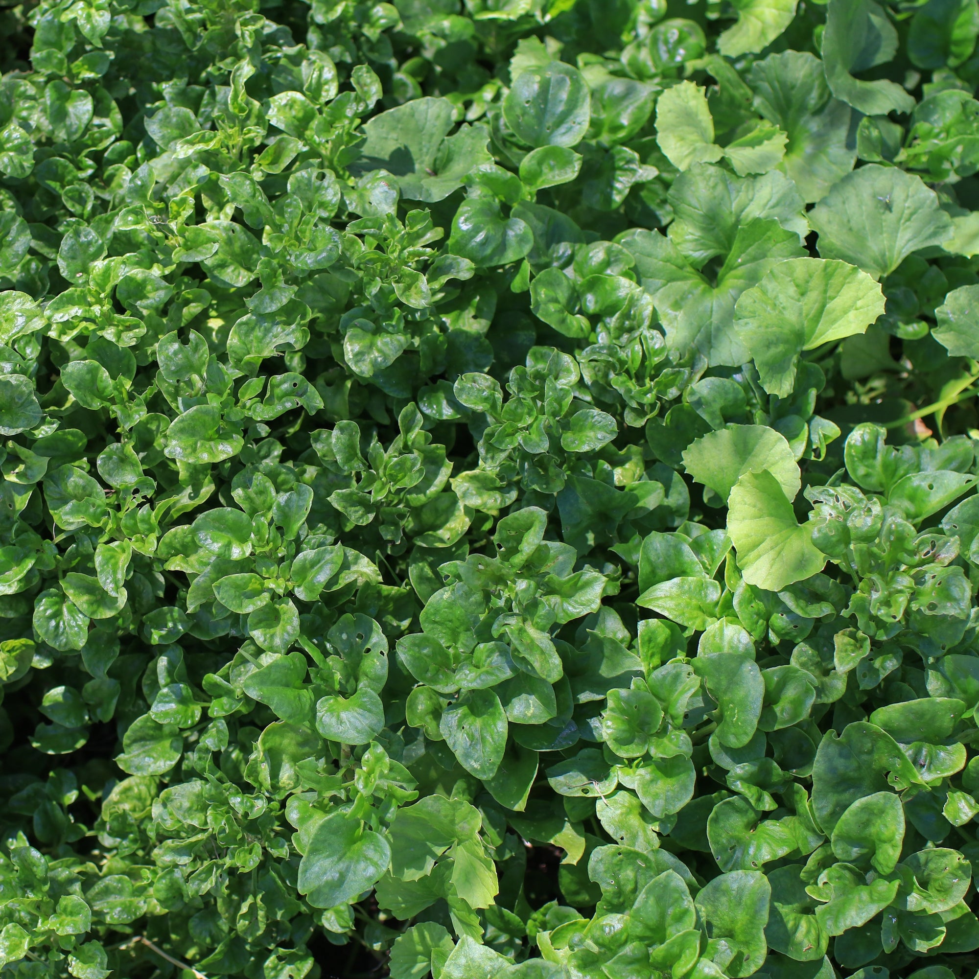 Cresson 'Watercress' bio (<em>Lepidium sativum</em>)