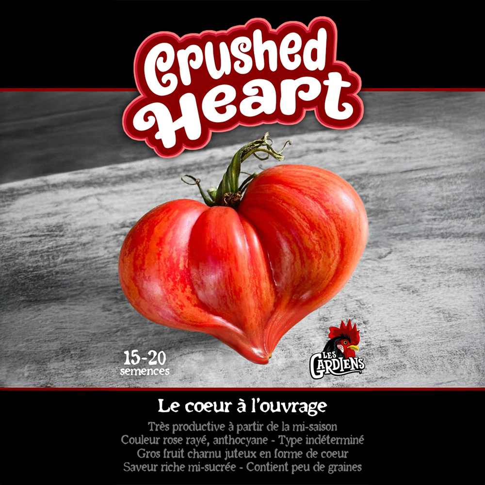 Crushed Heart tomato (<em>Solanum lycopersicum</em> ‘Crushed Heart’)