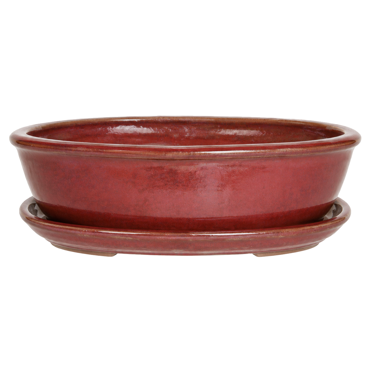 Pot à bonsaï ovale rouge sang-de-bœuf de 10 po avec soucoupe sur fond blanc
