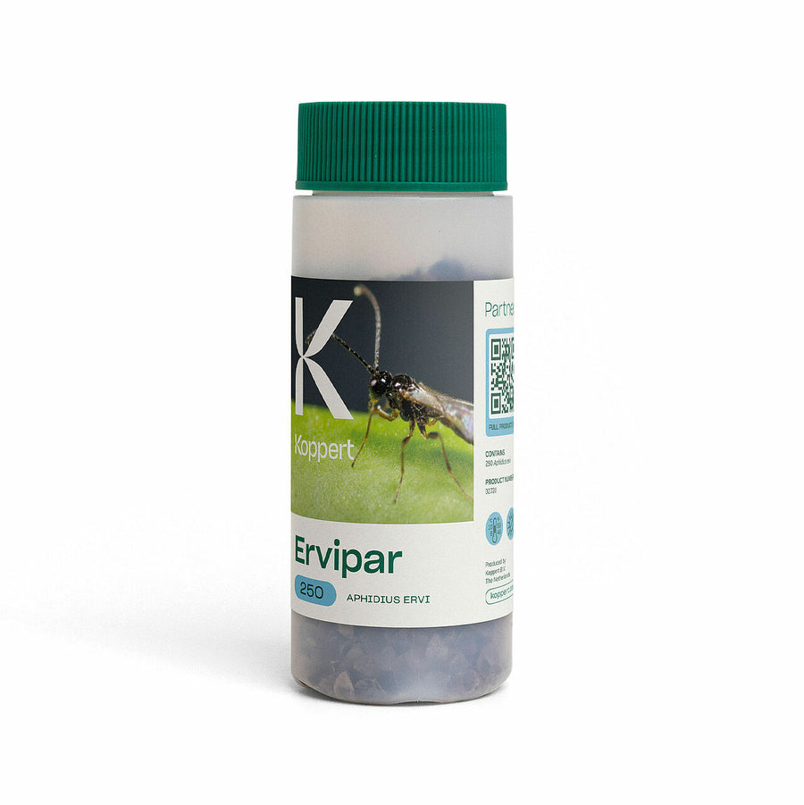 ERVIPAR Koppert — Aphidius ervi