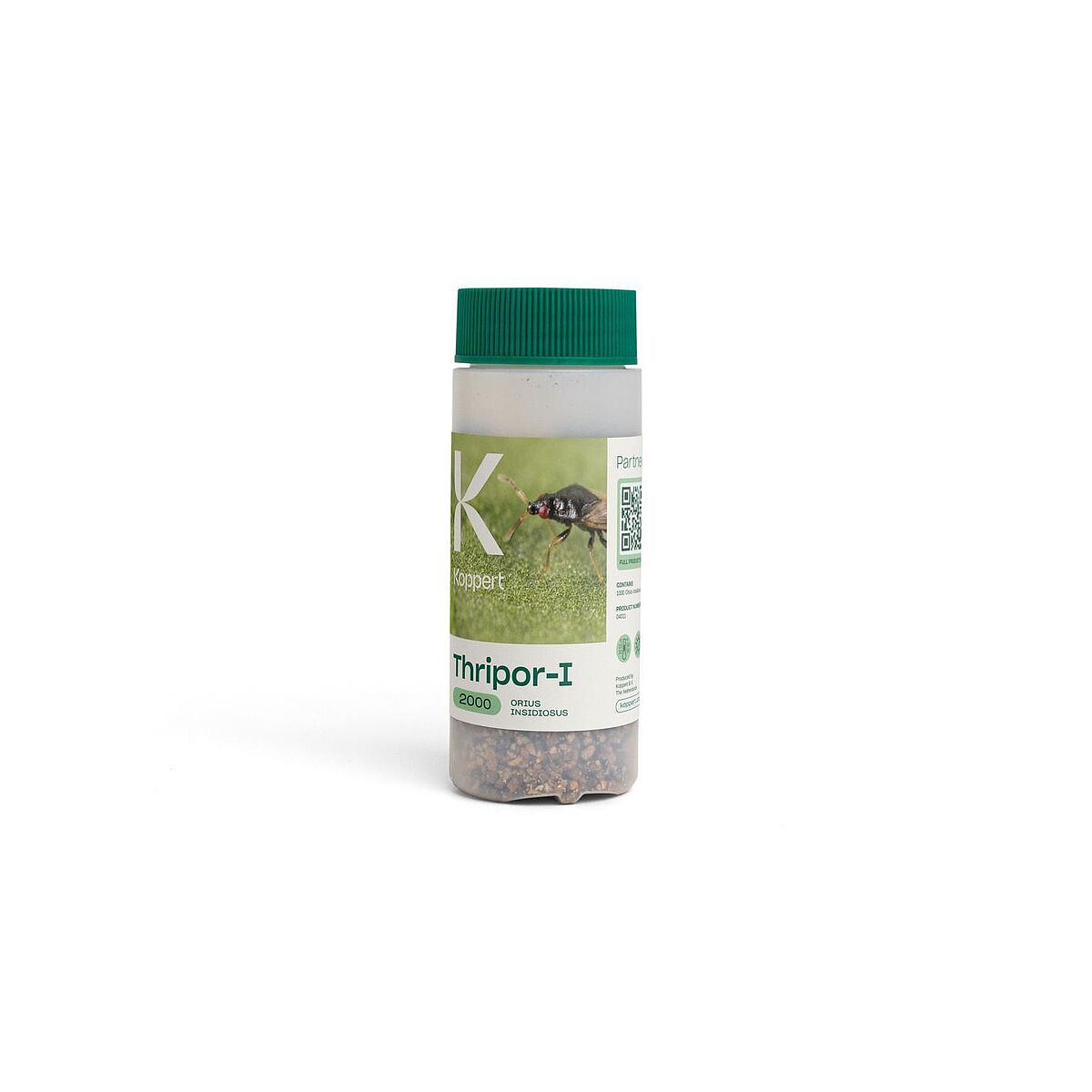 THRIPOR Koppert — Orius insidiosus