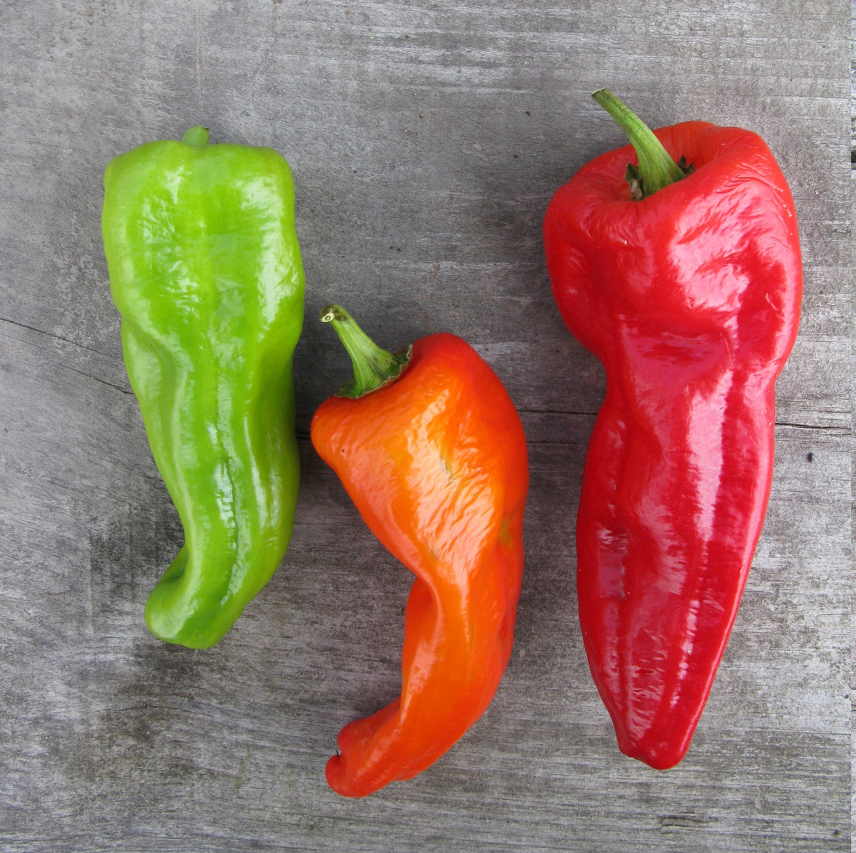 Poivron 'Cubanelle' bio (<em>Capsicum annuum</em>)