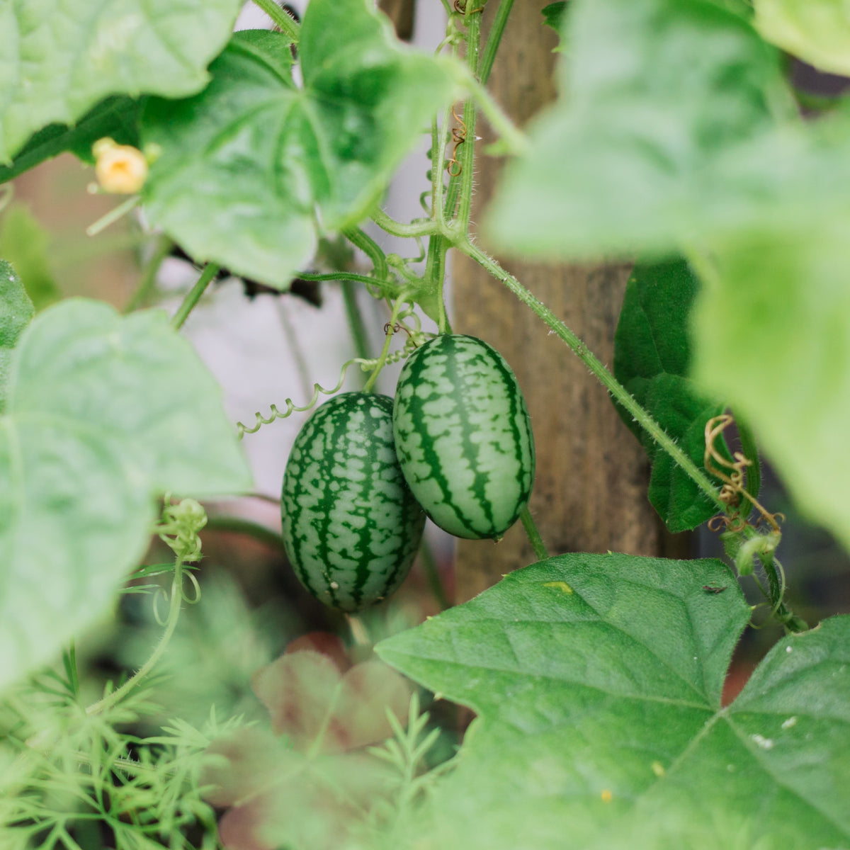 Concombre ‘Mouse Melon’ (<em>Melothria scabra</em>)