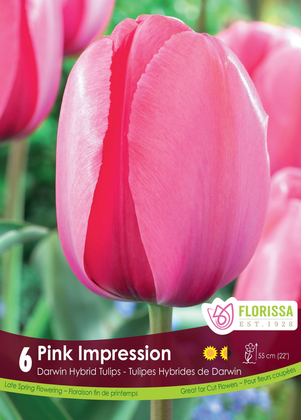Tulipe Pink Impression ( Tulipa ) : une tulipe rose vif avec une fine bordure plus claire. Le visuel Florissa présente la plante et son nom dans la partie inférieure de l’étiquette. La photographie occupe presque toute la surface, tandis que le bandeau du bas rassemble les indications du produit. Cette vue permet de reconnaître son apparence et de distinguer la variété présentée.