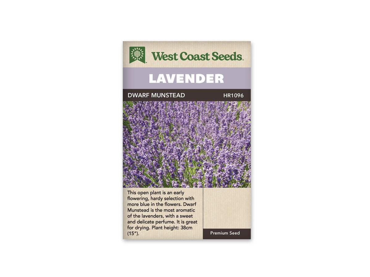 Sachet de lavande Dwarf Munstead West Coast Seeds présenté de face sur fond blanc. La photographie montre de nombreux épis de petites fleurs violettes dressés au-dessus d’un feuillage gris-vert. Le bandeau mauve porte le mot LAVENDER, et la bande foncée indique DWARF MUNSTEAD. Une description en anglais figure dans la partie beige inférieure.