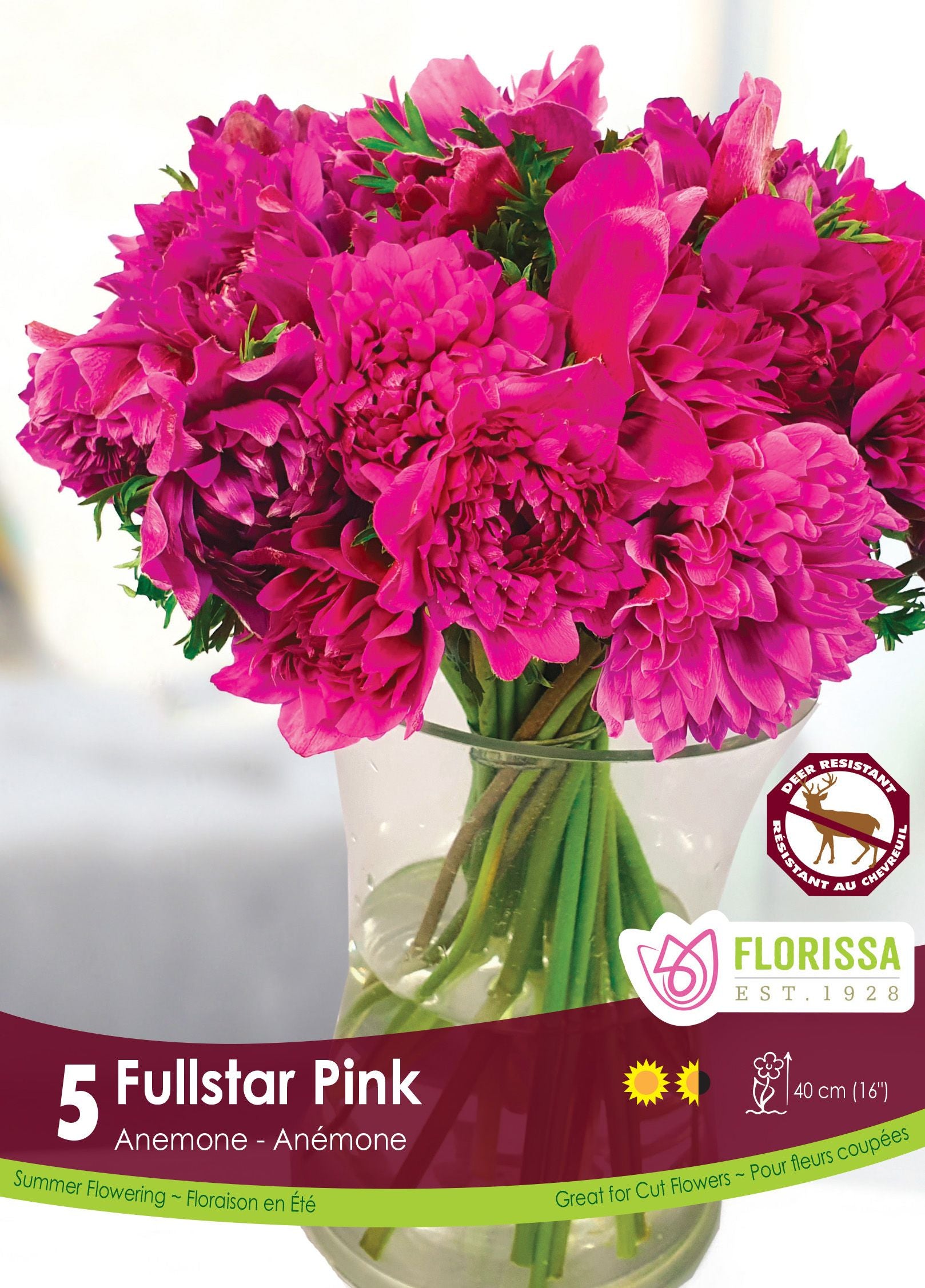 Anémone Fullstar ‘Rose’ (<em>Anemone coronaria</em> ‘Fullstar Pink’)