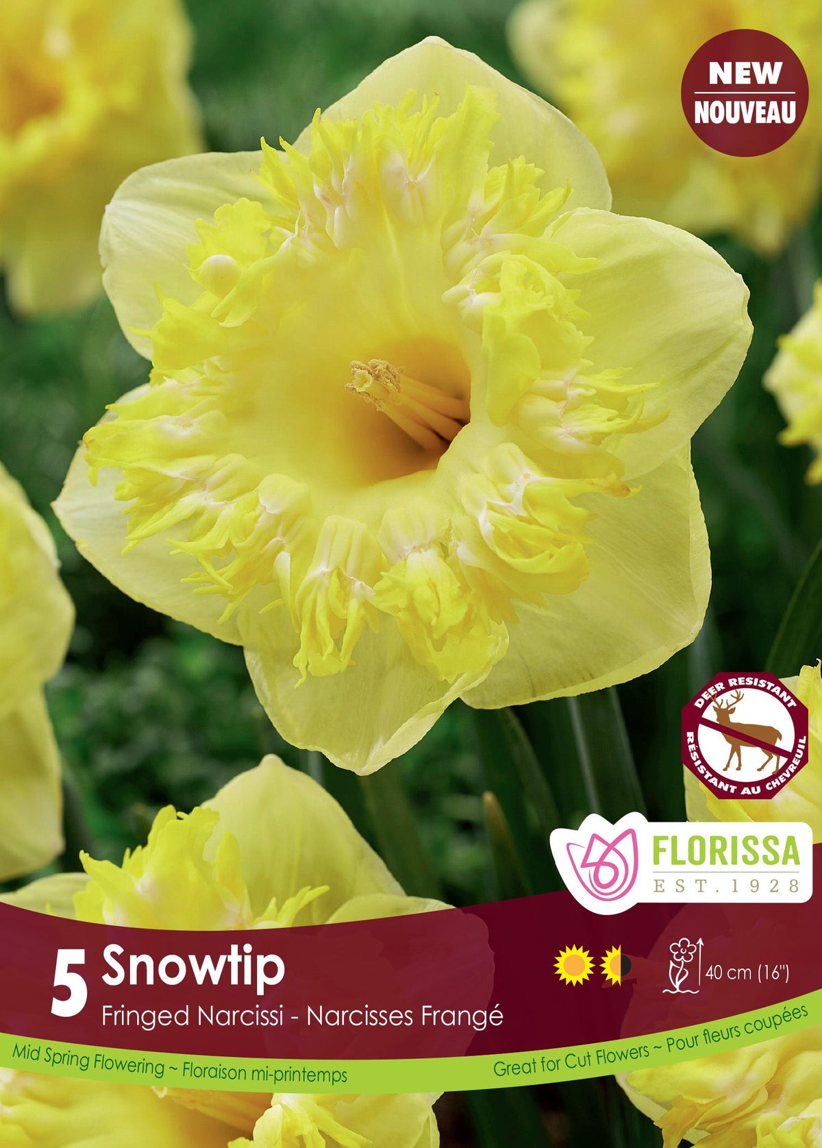 Snowtip Narcissus 