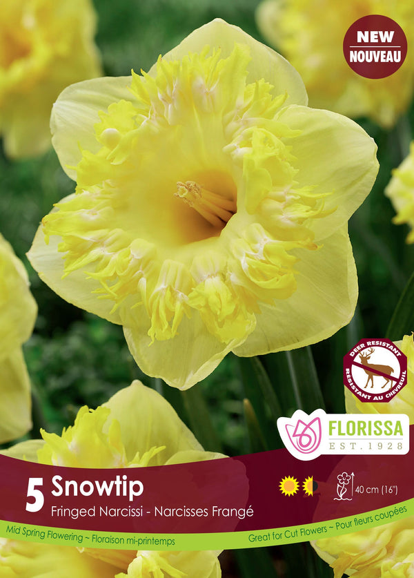 Narcisse Snowtip