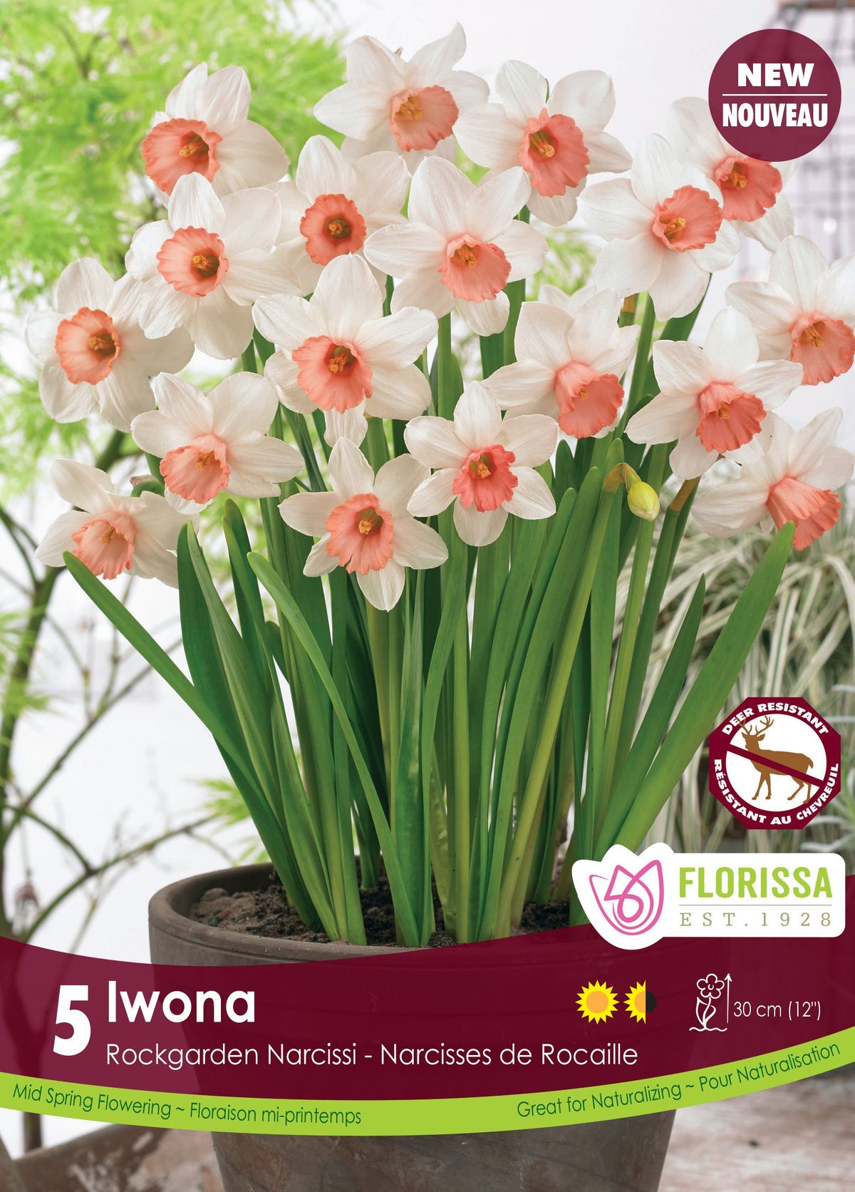 Narcisse ‘Iwona’ ( Narcissus ) : des narcisses blancs à trompette rose pêche cultivés en pot. Le visuel Florissa présente la plante et son nom dans la partie inférieure de l’étiquette. La photographie occupe presque toute la surface, tandis que le bandeau du bas rassemble les indications du produit. Cette vue permet de reconnaître son apparence et de distinguer la variété présentée.